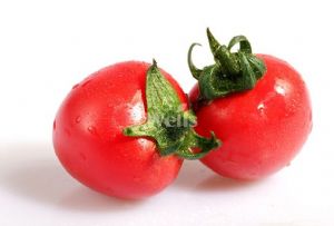 供应粉娘二号—番茄种子