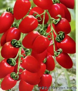 供应贵珠—番茄种子
