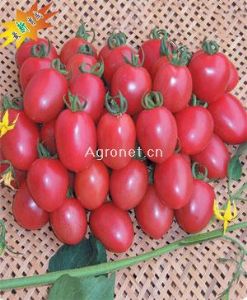 供应浦粉珍美番茄—番茄种子