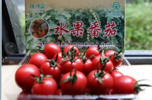 供应水果粉娘—番茄种子