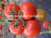 供应红丽-番茄种子