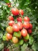 供应牧童-番茄种子