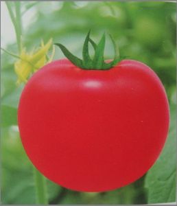 供应娇阳—番茄种子