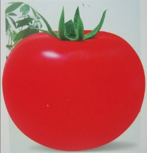 供应卡罗拉—番茄种子