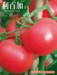 供应利百加—番茄种子
