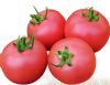 供应棚友—番茄种子