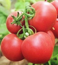 供应爱丽果—番茄种子