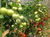 供应金粉TM-11—番茄种子