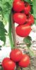供应火龙—番茄种子