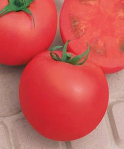 供应谷雨粉石头－番茄种子
