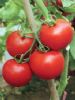 供应园红—番茄种子