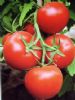 供应映天红—番茄种子