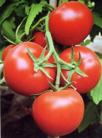 供应映天红—番茄种子