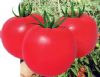 供应园丽—番茄种子