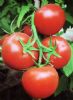 供应魁冠K101—番茄种子