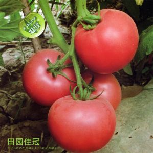 供应田园佳冠—番茄种子