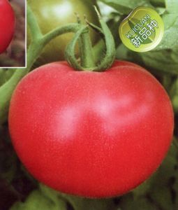 供应粉丹妮—番茄种子