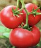 供应魁冠丰园—番茄种子