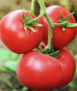 供应魁冠丰园—番茄种子