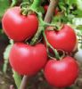 供应贝乐—番茄种子