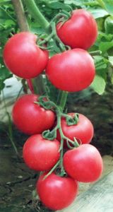 供应魁冠粉抗—番茄种子