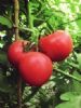 供应亲农—番茄种子