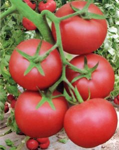 供应光丽—番茄种子