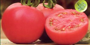 供应丰硕—番茄种子