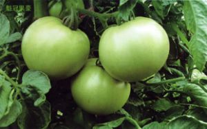 供应魁冠果豪—番茄种子