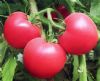 供应农富08—番茄种子
