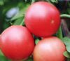 供应厚皮毛粉王—番茄种子