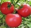 供应魁冠K06—番茄种子