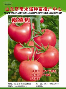供应粉德利—番茄种子