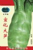 供应宣化大笋—莴苣种子