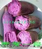 供应紫薯种子