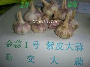 供应金蒜一号紫皮蒜王—蒜、蒜薹种子