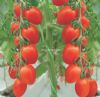 供应精品亚蔬11号—番茄种子