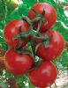 供应大红189番茄种子