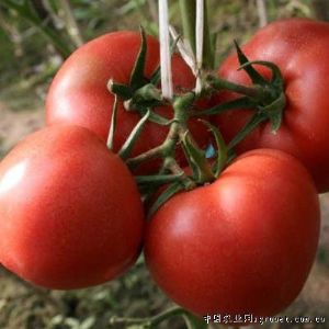 供应红果番茄--富丽