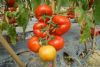 供应红果番茄--铁沙龙