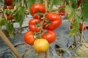 供应红果番茄--铁沙龙