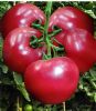 供应美冠—番茄种子