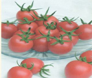 供应粉迪—番茄种子