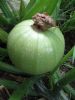 供应绿珠西葫芦—西葫芦种子