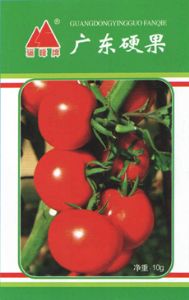 供应广东硬果—番茄种子
