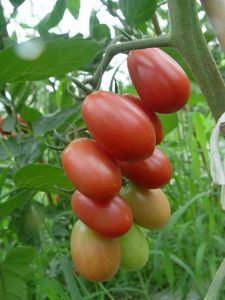 供应粉牡丹一号—番茄种子