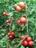 供应和平101—番茄种子