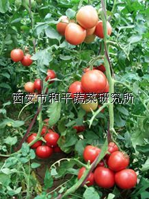 供应和平101—番茄种子