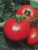 供应红宝石六号—番茄种子
