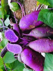 供应紫薯